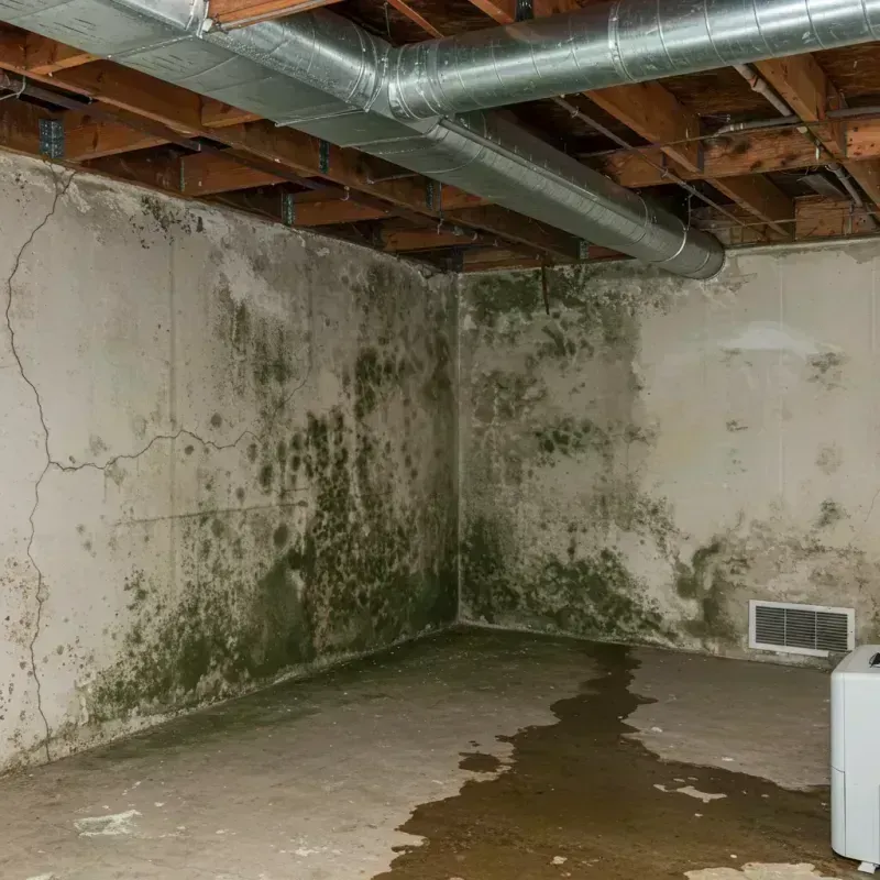 Professional Mold Removal in Mount Vernon, NY